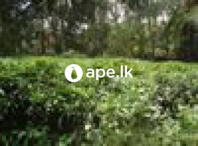 à¶­à·š à¶‰à¶©à¶¸ à·€à·’à¶šà·’à¶«à·“à¶¸à¶§ à¶‡à¶­ Weligepola